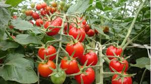 marlei-turismo-marleiturismo-nakahara-tomatinhos.jpg