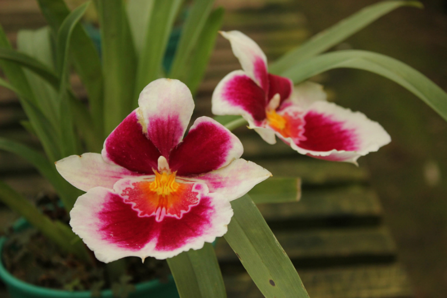 marleiturismo-marlei-turismo-orquideas-sitio-nakahara-mogi-das-cruzes.jpg