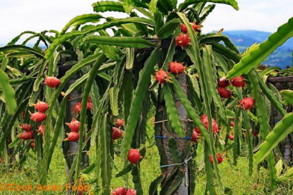 marleiturismo-marlei-turismo-pe-de-pitaya-nakahara-mogi-das-cruzes.jpg