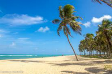marlei-turismo-marleiturismo-maceio-coqueiro-na-praia.jpg